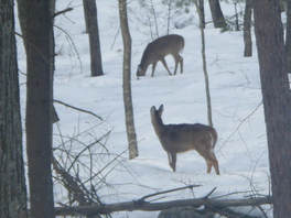 Two deer in snow-covered woods--'I'm shepherded out of....'