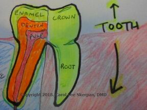 Sketched picture depicting parts of a tooth ....The ROOT in-the-bone PLUS the CROWN seen above-the-gum === the WHOLE-TOOTH