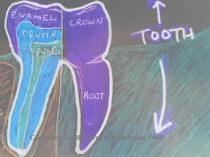 Drawn close-up picture of a WHOLE-TOOTH showing ROOTs in-the-bone PLUS the 
