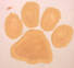 dog pawprint 