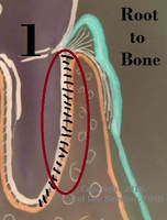 Drawn picture with perio-dontal ligament encircled & where it attaches ROOT-to-BONE