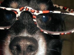 Closeup of 'MUSCLES' with leopard-glasses on--'Even I know wrong tails are waggin' the wrong dog here! '