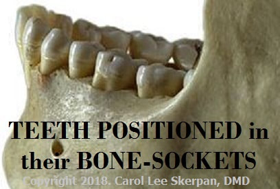 Lower jaw image showing teeth in bone-sockets with no gum (gingiva) covering & sealing the bone yet.